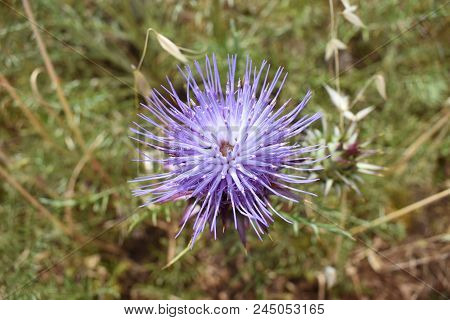 Top Down Close Up Of A Spiky Purple Thistle (cynareae) Flower Growing In The Algarve Countryside, Po