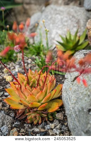Aloe Polyphylla Flower Blooming In The Gardens Of St Michaels Mount, Cornwall, Uk