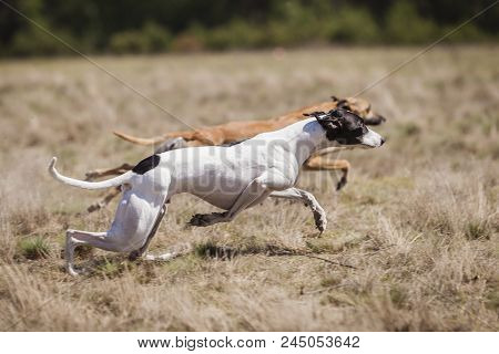 Whippet Dog Running. Coursing Training. Dog Running On The Field. Sunny Summer Day