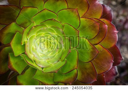 Closeup Of An Aeonium Succulent Plant Photographed In The Tropical Terraced Gardens On The St Michae
