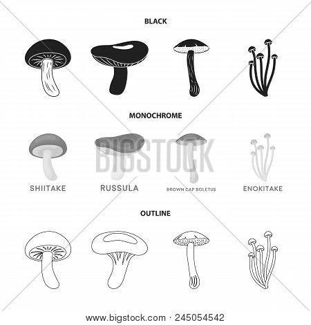 Shiitake, Brown Cap Boletus, Enokitake, Milk. Set Collection Icons In Black, Monochrome, Outline Sty