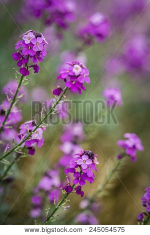 The Pink Phlox Flowers Growing On A Meadow In Cornwall, Uk