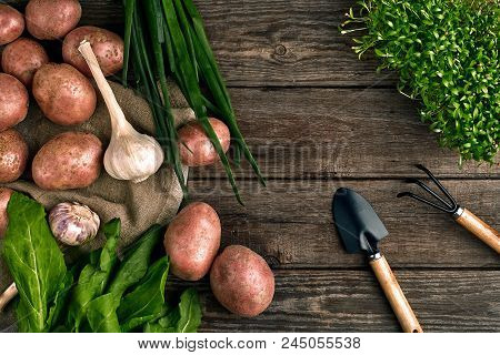 Gardening Tools And Fresh Vegetables Over Wooden Background. Potatoes, Garlic, Green Onions And Sorr