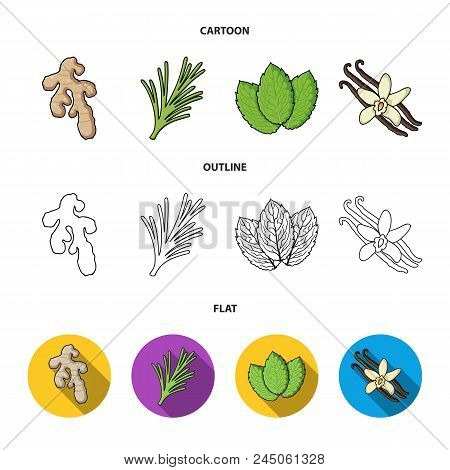Ginger, Rosemary, Vanilla, Mint.herbs And Spices Set Collection Icons In Cartoon, Outline, Flat Styl
