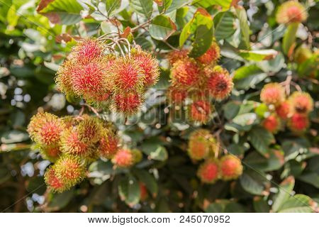 Rambutan, Negrito, Semang, Sweet Thai Fruit In The Garden