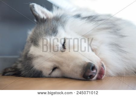 Siberian Husky, Sleepy Dog And Lovely Pet