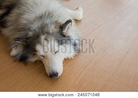 Siberian Husky, Sleepy Dog And Lovely Pet