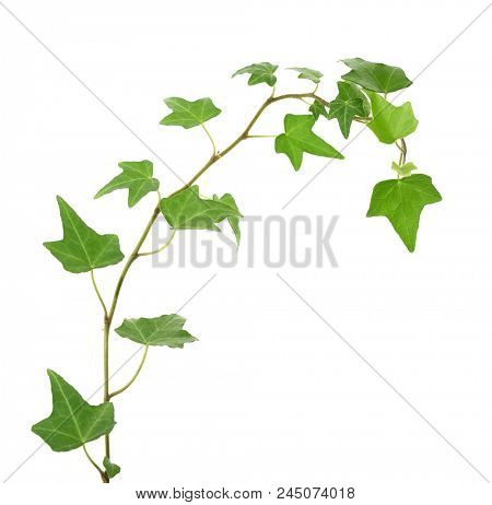 green ivy isolated on a white background.