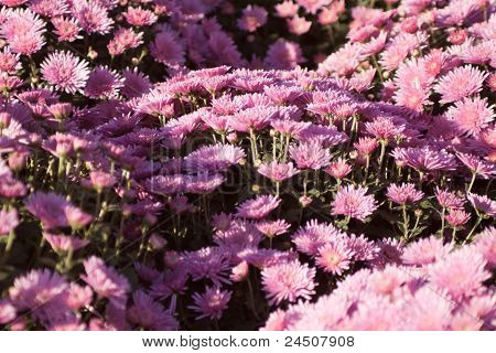 Flores do dia de Finados