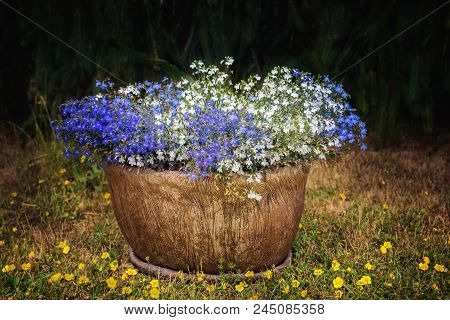 A Pot With White And Blue Lobelia Erinus Flowers. Close View.