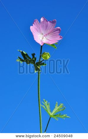 มากกว่ากวางชะมด-mallow (malva Alcea)