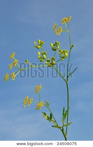 Parsnip (pastinaca ซา)
