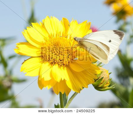 美しい黄色の花と蝶