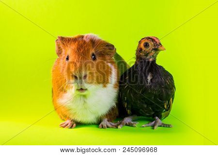 Interspecies Friendship Between Pet Guinea Pig And Chicken