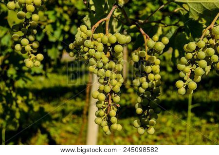 Photo Picture Of Acinus Unripe Grape Fresh Green Bunches