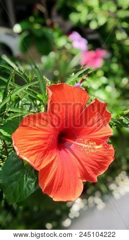 A Red Big Bloom Chaba Flower Is Waiting For Someone.