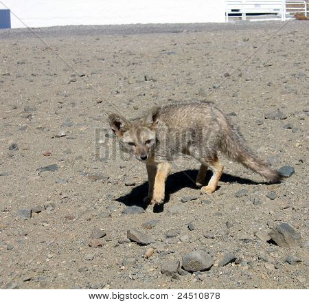Chilean Atacama Desert fox (Lycalopex griseus)