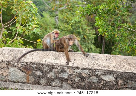Female Toque Macaque Grooming A Male Toque Macaque With Long Visible Tail In Sri Lanka