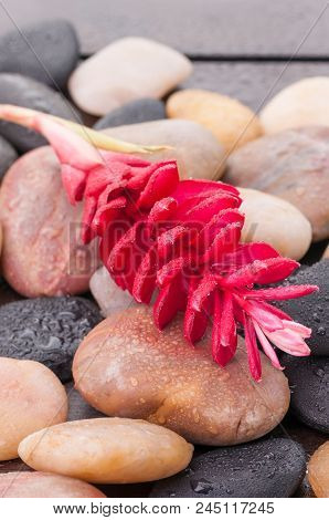 Red Ginger Flower On Zen Stones Close Up