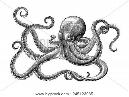 Octopus Hand Drawing Vintage Engraving Illustration On White Backgroud