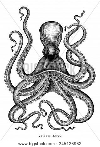 Octopus Hand Drawing Vintage Engraving Illustration On White Backgroud