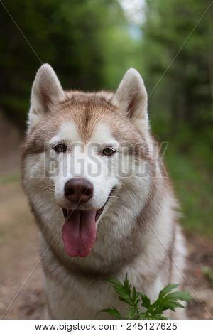 Close-up Portrait Of Dog Breed Siberian Husky With Tonque Hanging Out In The Forest