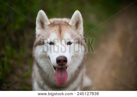 Close-up Portrait Of Cute Beige Dog Breed Siberian Husky With Tonque Hanging Out Sitting On The Path