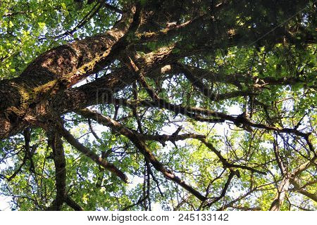 Treetops In A Beech Forest With A Dead Tree. Treetops