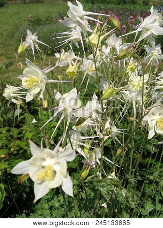 Flowers Of White Aquilegia In The Spring Garden. Gardening In Ukraine
