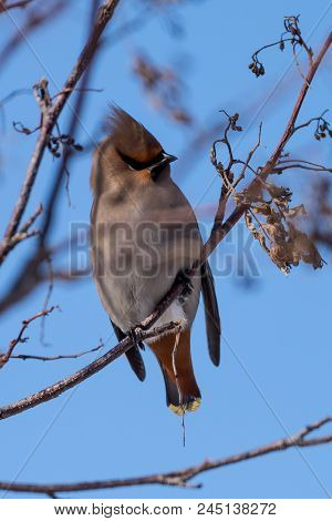 Waxwings On A Tree Branch