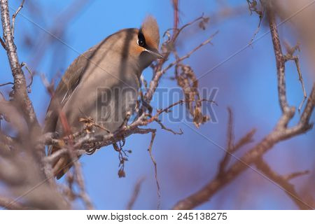 Waxwings On A Tree Branch