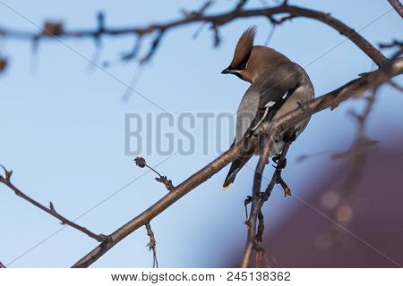 Waxwings On A Tree Branch