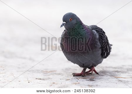 Pigeon In The Snow