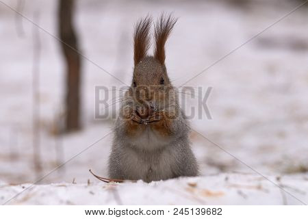Squirrel Gnaws Nuts