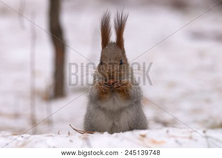 Squirrel Gnaws Nuts