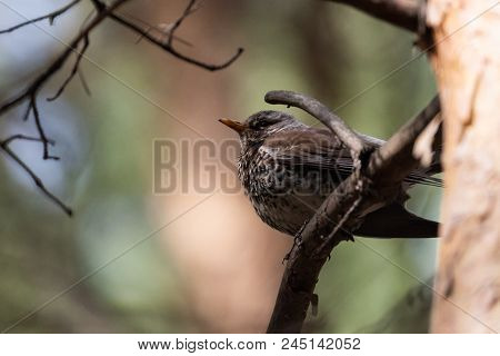 Fieldfare On A Branch Of A Pine. Russia, Siberia, The Novosibirsk Region.
