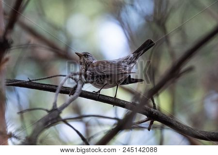 Fieldfare On A Branch Of A Pine. Russia, Siberia, The Novosibirsk Region.
