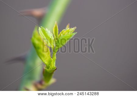 Young Green Rose Leaves, Close-up With Blurred Background