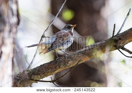 Fieldfare On A Branch Of A Pine. Russia, Siberia, The Novosibirsk Region.