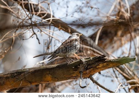 Fieldfare On A Branch Of A Pine. Russia, Siberia, The Novosibirsk Region.