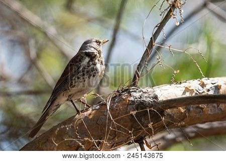 Fieldfare On A Branch Of A Pine. Russia, Siberia, The Novosibirsk Region.