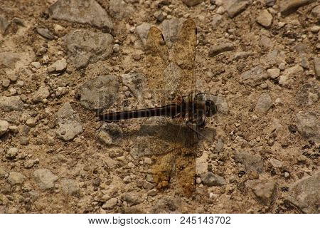 The dragonfly is an insect, thus an invertebrate animal, of the order of odonates, of subordinate of