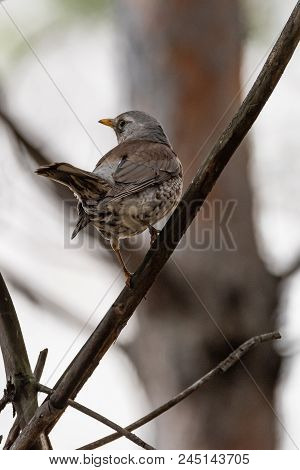 Fieldfare On A Branch Of A Pine. Russia, Siberia, The Novosibirsk Region.