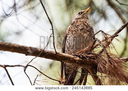 Fieldfare On A Branch Of A Pine. Russia, Siberia, The Novosibirsk Region.