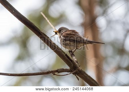 Fieldfare On A Branch Of A Pine. Russia, Siberia, The Novosibirsk Region.