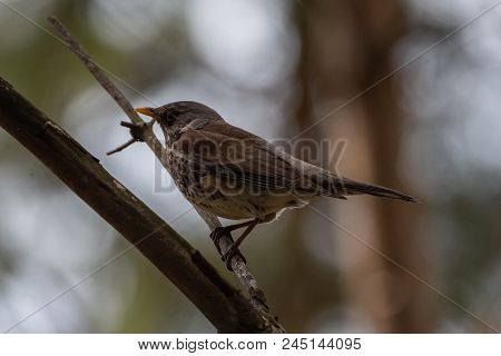 Fieldfare On A Branch Of A Pine. Russia, Siberia, The Novosibirsk Region.