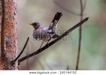 Fieldfare On A Branch Of A Pine. Russia, Siberia, The Novosibirsk Region.