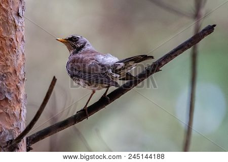 Fieldfare On A Branch Of A Pine. Russia, Siberia, The Novosibirsk Region.