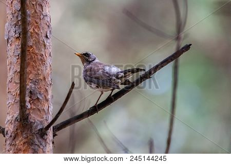 Fieldfare On A Branch Of A Pine. Russia, Siberia, The Novosibirsk Region.