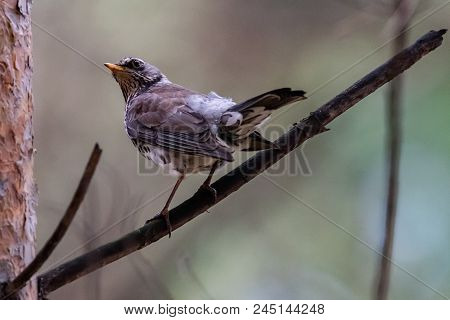 Fieldfare On A Branch Of A Pine. Russia, Siberia, The Novosibirsk Region.